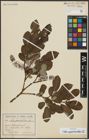 Foto von Salix appendiculata Vill.